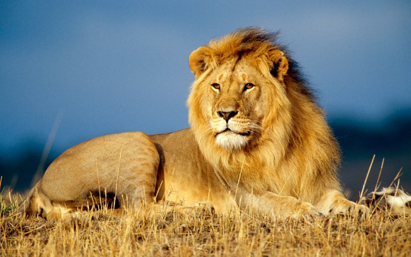 Leão Selvagem Vs. Leão na Jaula